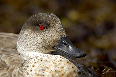 Patagonian crested duck (anas specularioides), new island, falkland islands, close-up of haed and beak.