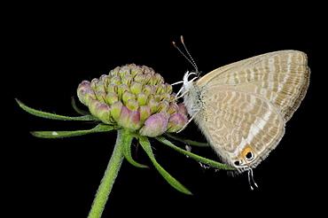 Long-tailed blue butterfly (lampides boeticus) adult resting on flowerhead, captive bred, europe