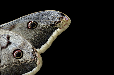 Giant emperor moth (saturnia pyri), close, up of wings, europe.