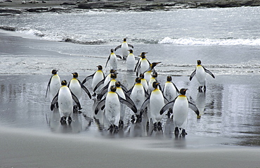 King penguins (aptenodytes patagonicus) st andrews bay, south georgia, group on beach