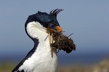 King cormorant (phalacrocorax atriceps) also known as  cormorant or blue-eyed shag, falkland islands, adult gathering nesting  in its beak.