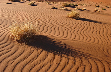 Ripples in sand dune, namibia.