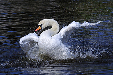 Mute swan (cygnus olor) bathing, berkshire, uk  