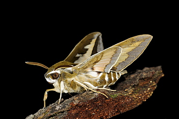 Bedstraw hawkmoth (hyles gallii) resting on bark, oxfordshire, u