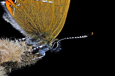 Black hairstreak butterfly (satyrium pruni) close-up of head and antennae of adult, uk  