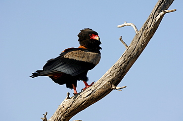 Bateleur eagle. Terathopius ecaudatus. Adult perched on branch, botswana