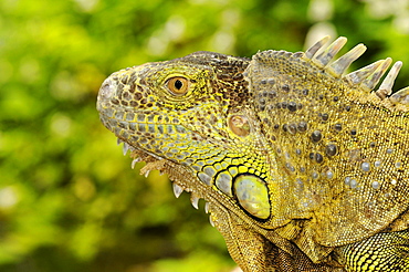 Green iguana (iguana iguana) captive, south africa