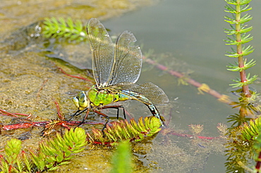 Emperor dragonfly (anax imperator) female laying eggs in aquatic vegetation, oxfordshire, uk  