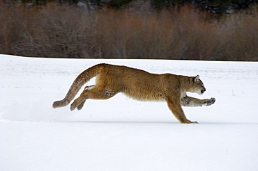 Puma or mountain lion (felis concolor) running on snow, captive.