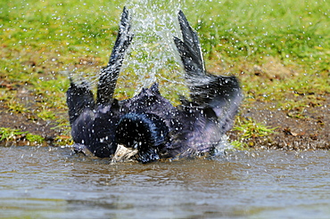 Rook (corvus frugilegus) bathing in water, oxfordshire, uk  