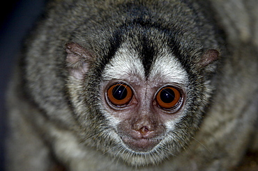 Owl monkey (aotus trivirgatus boliviensis) native of bolivia, south america (captive bristol zoo)