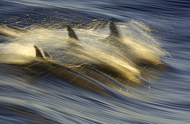 Long beaked common dolphin (delphinus capensis) sea of cortez, mexico, abstract image