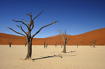 Dead trees and sand dunes at dead vlei, namibia