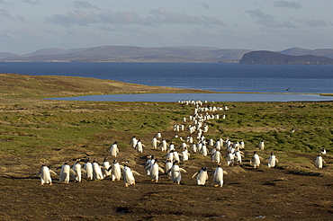 Gentoo penguins (pygoscelis papua) new island, falkland islands, walking back to the colony after fishing at sea.