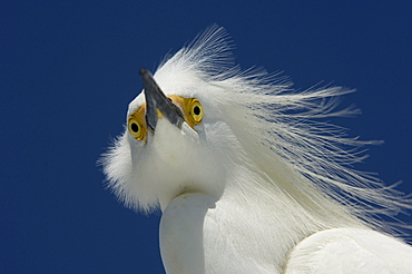 Snowy egret (egretta thula) florida, usa, portrait against blue sky.