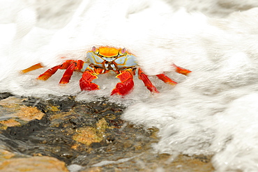 Sally lightfoot crab (grapsus grapsus) with sea water flowing over it, galapagos islands, ecuador  