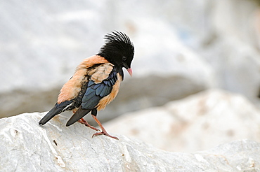 Rose-coloured Starling (Sturnus roseus) perched on rock, Bulgaria