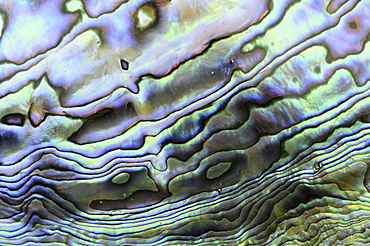 Paua shell (haliotis iris) species of abalone native to new zealand