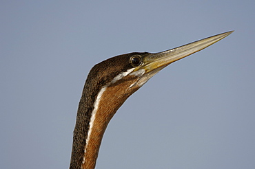 African darter. Anhinga rufa. Chobe, botswana