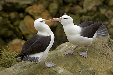 Black-browed albatross (diomedea melanophris) falkland islands, pair in courtship display.