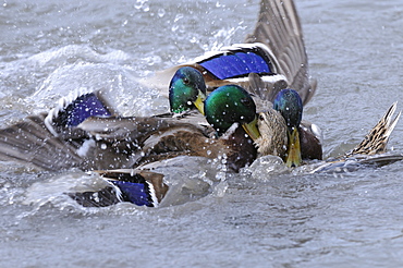 Mallard (anas platyrhynchos) several malse trying to mate with one female, slimbridge, uk  