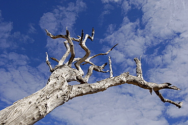 Dead  tree, south luangwa  park, zambia, abstract, looking up against blue sky