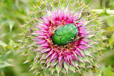 Green Rose Chafer (Cetonia aurata) resting on top of musk thistle flower, Bulgaria