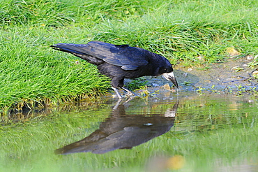 Rook (corvus frugilegus) drinking, oxfordshire, uk  