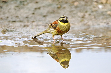 Cirl Bunting (Emberiza cirlus) male standing in pool of water, Bulgaria