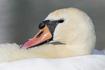 Mute swan (cygnus olor) head and neck resting on back, oxfordshire, uk  