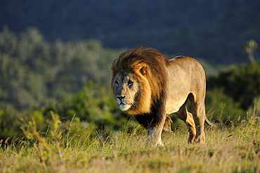 Adult male lion (panthera leo) eastern cape, south africa