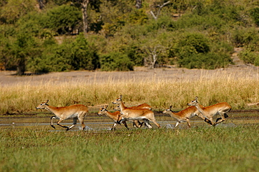 Red lechwe. Kobus leche leche. Running in water. Chobe, botswana