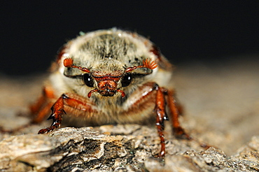 Cockchafer (melolontha melolontha) view from front showing head and clubbed antennae, oxfordshire, uk