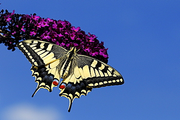 European Swallowtail Butterfly (Papilio machaon) resting on Buddleia flower, captive