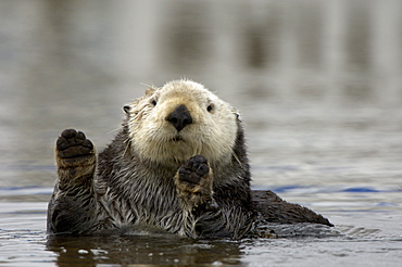 Sea otter (enhydra lutris), monterey, usa, in water, hands upright, close, up.