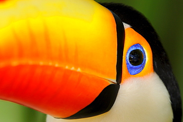 Toco toucan (ramphastos toco) close,up of head and beak, captive, brazil