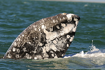 Grey whale (eschrishtius robustus) showing flipper above water, heavy scarring, san ignacio, mexico