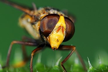 Hover-fly (Volucella species) close-up of head, Oxfordshire, UK