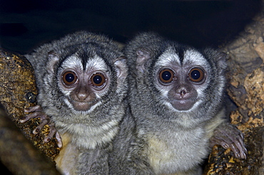 Owl monkey (aotus trivirgatus boliviensis) native of bolivia, south america (captive bristol zoo