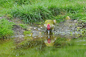 Green woodpecker (picus viridis) drinking water from pond, oxfordshire, uk  