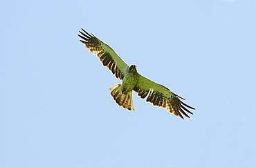 Booted Eagle ( Hieraaetus pennatus) in flight, Bulgaria