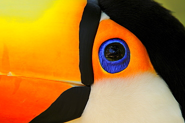 Toco toucan (ramphastos toco) close,up of head showing colours and blue eyering, captive, brazil.