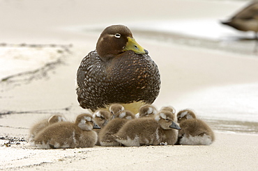 Flightless steamer duck (tachyceres brachypterus) new island, falkland islands, group of chicks with mother, sitting on the beach.