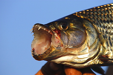 Nile tiger fish. Hydrocynus forskalii. Close-up of head. Okavango river, botswana