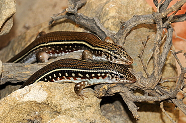 Four-striped plated lizard (zonosaurus quadrilineatus), two together, captive, native to madagascar