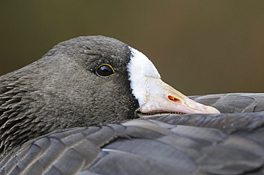 White-fronted goose (anser albifrons) close-up, roosting, slimbridge, uk