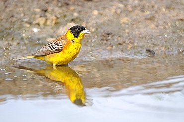 Black-headed Bunting (Emberiza melanocephala) standing in water, Bulgaria