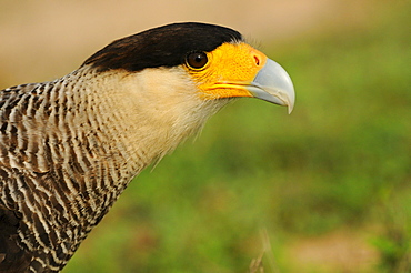 Southern crested caracara (caracara plancus) head of juvenile, pantanal, brazil.