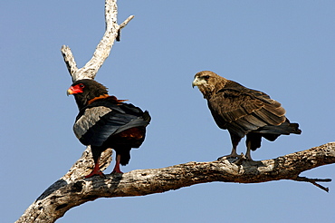 Bateleur eagles. Terathopius ecaudatus. Adult and juvenile perched on branch, botswana