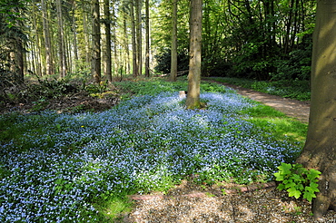 Forget-me-not (myosotis sylvatica) in harpsden woods, oxfordshire, uk  